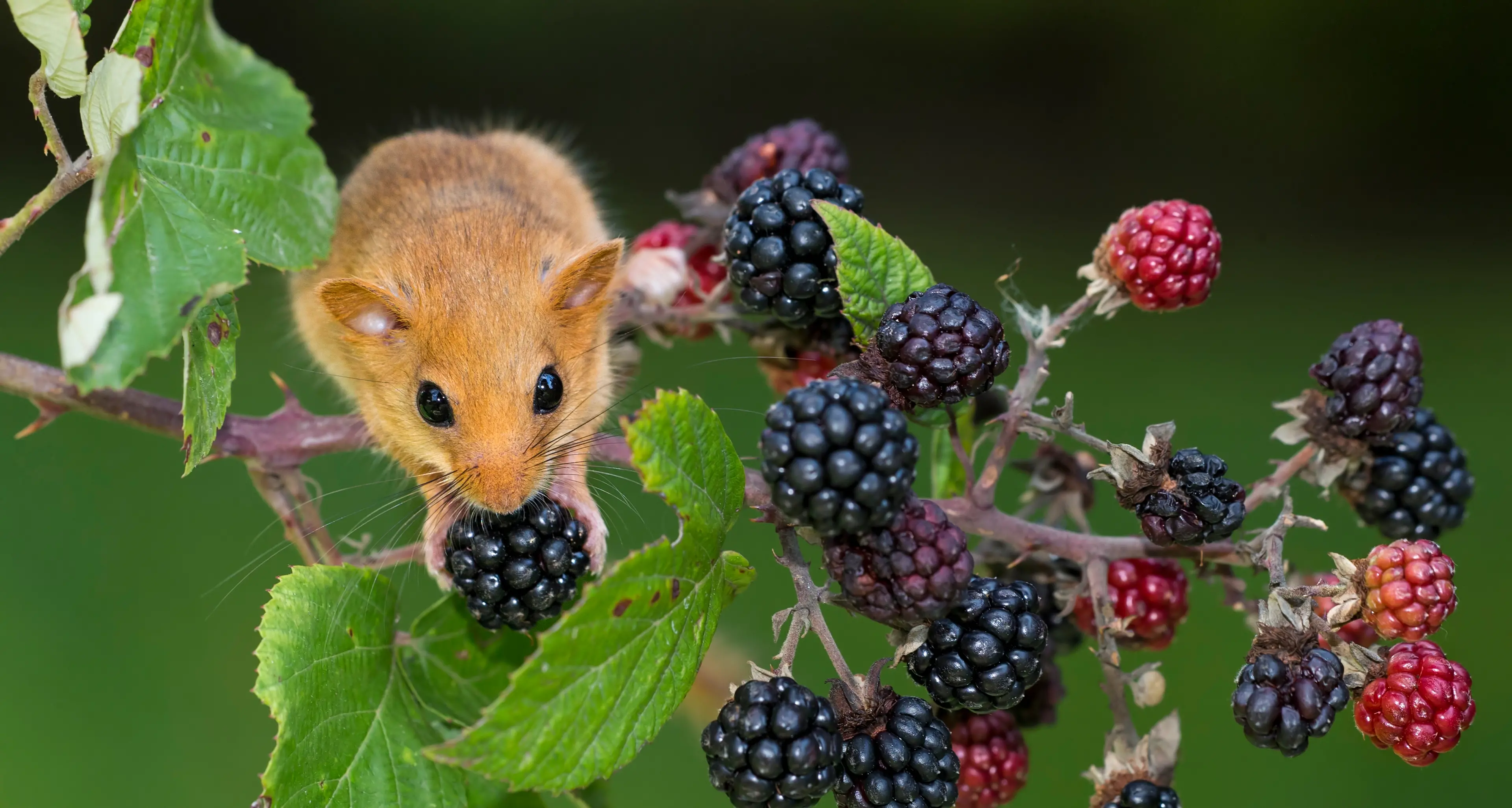 Le meraviglie della natura con «Fotografare il parco»