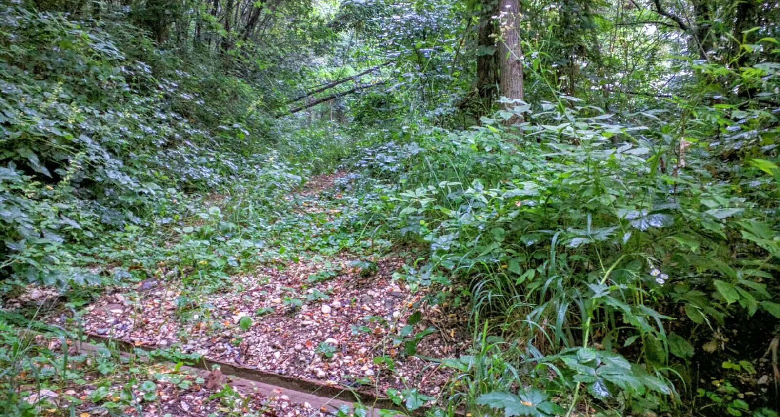 Se la strada forestale d'estate diventa una giungla