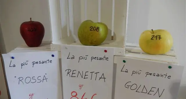 «Pomaria»: si cercano mele grosse e strane