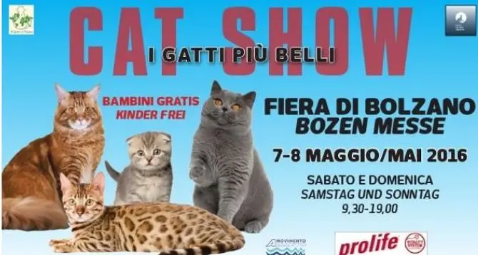 Cat Show, in mostra a Bolzano i gatti più belli del mondo