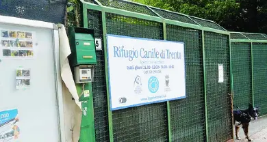 Il cane sequestrato dopo l'aggressione