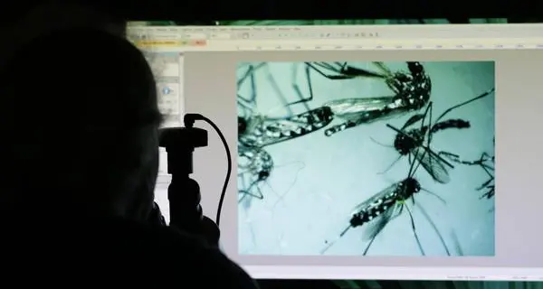 In Spagna nato bimbo con microcefalia da virus Zika