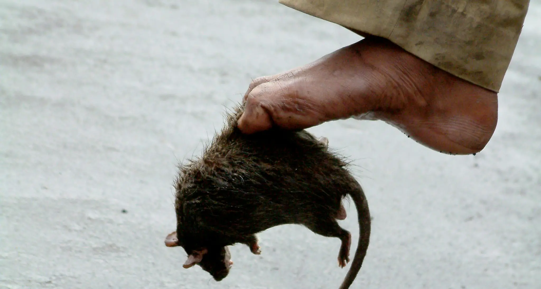 Roma, guerra ai topi Un milione per i ratti