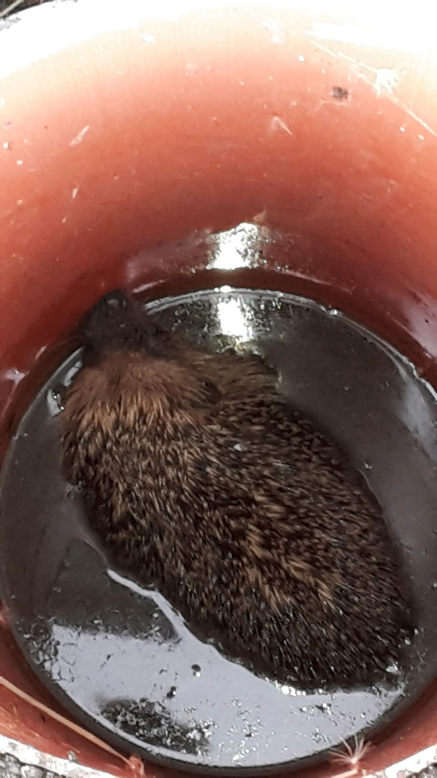 Tione, due bimbe salvano un riccio