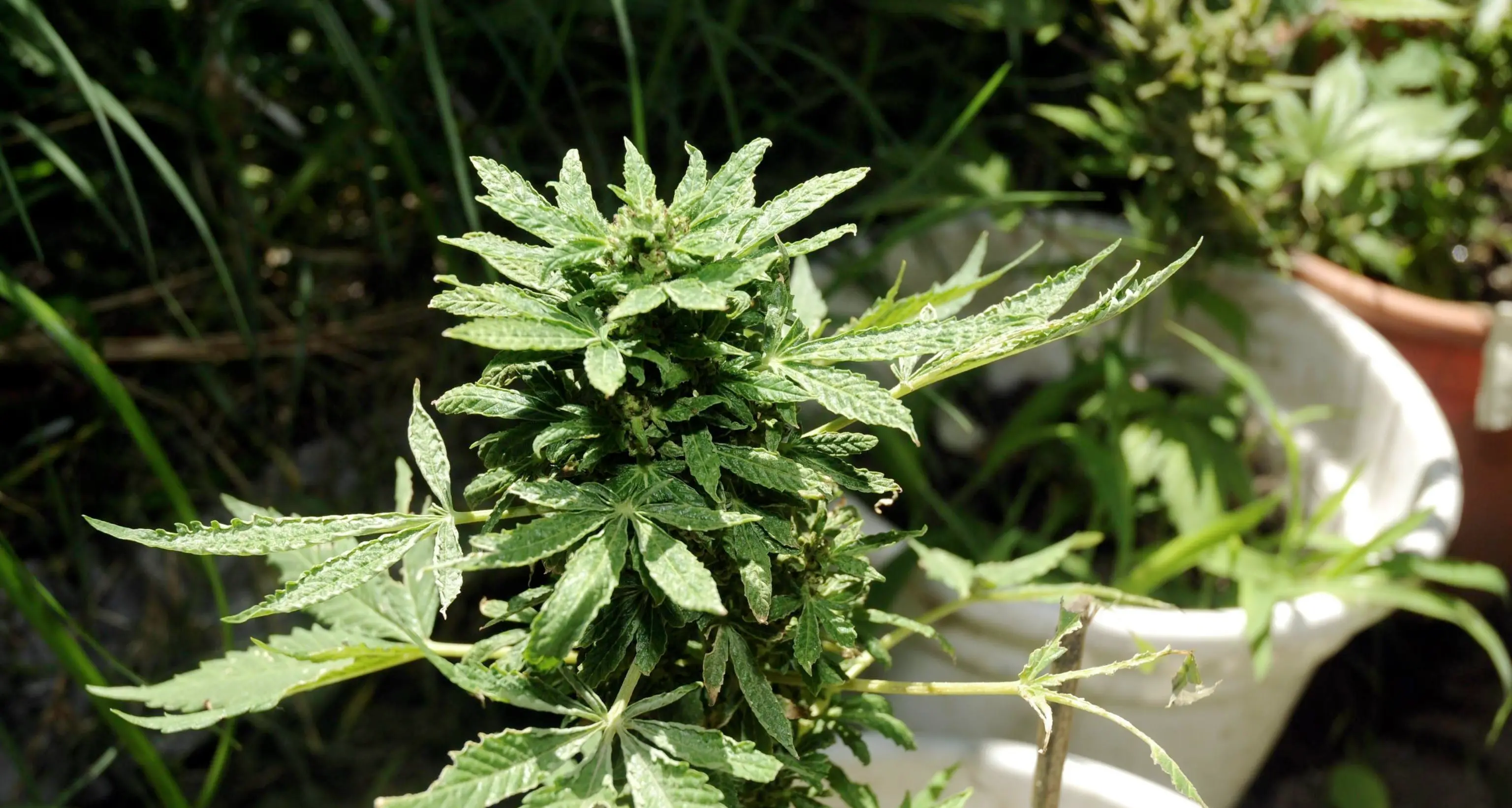 Consigliere comunale coltivava cannabis