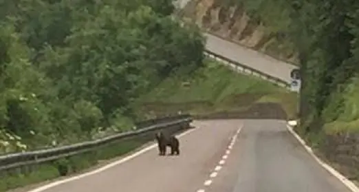 Ecco l’orso per strada vicino all'ospedale di Tione - Video