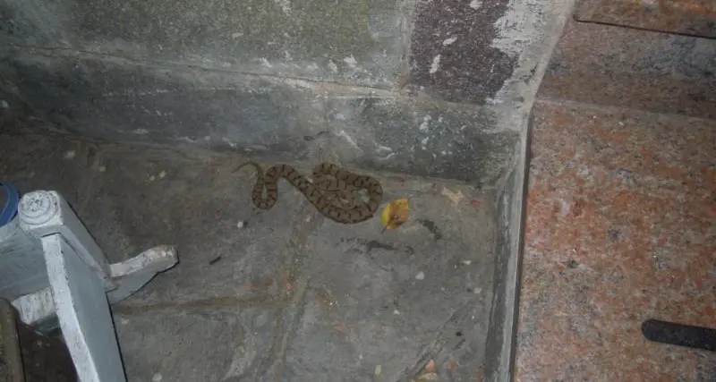 Lavis, vipera davanti alla porta di casa in via Mulini: morso un cane