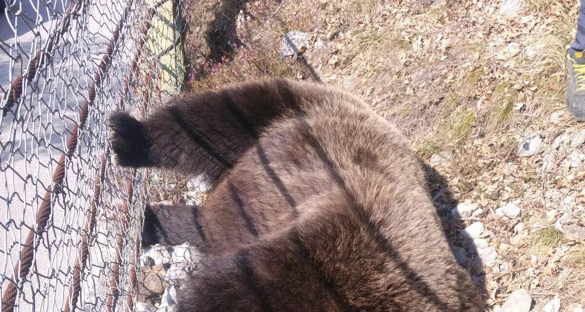 Val di Non, l'orso è stato avvelenato L'autopsia conferma i primi sospetti