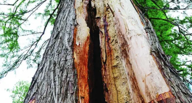 Il fulmine su due sequoie le spacca da cima a fondo