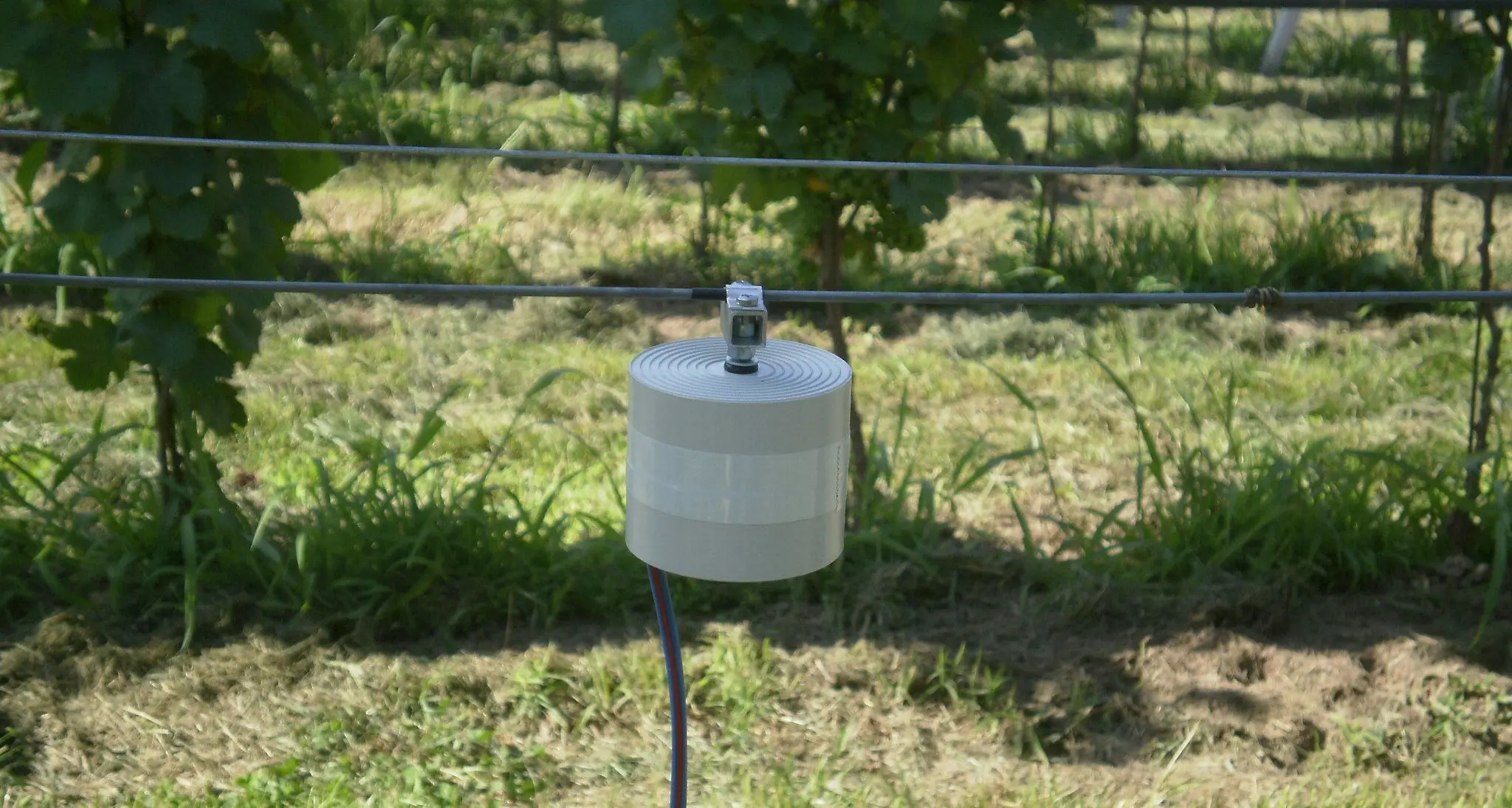Ricerca, i vigneti «vibranti» Ultrasuoni contro i parassiti