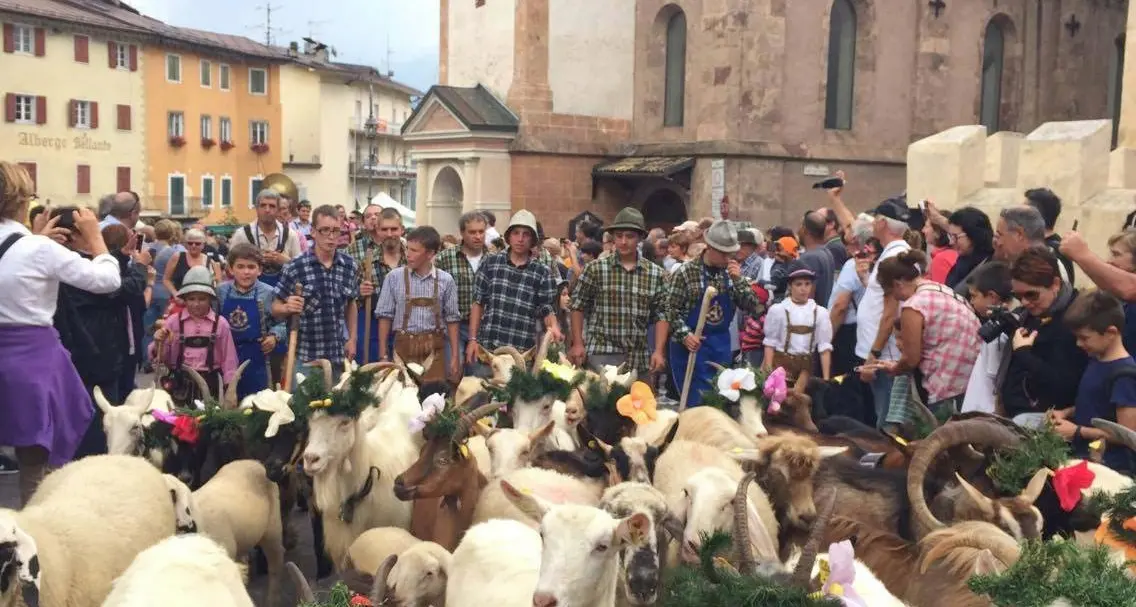 Capre grandi protagoniste della desmontegada - Video