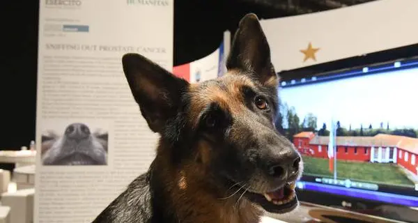 Studio: il cane diagnostica il tumore alla prostata