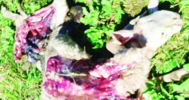 «In balia dell'orso, ora basta»