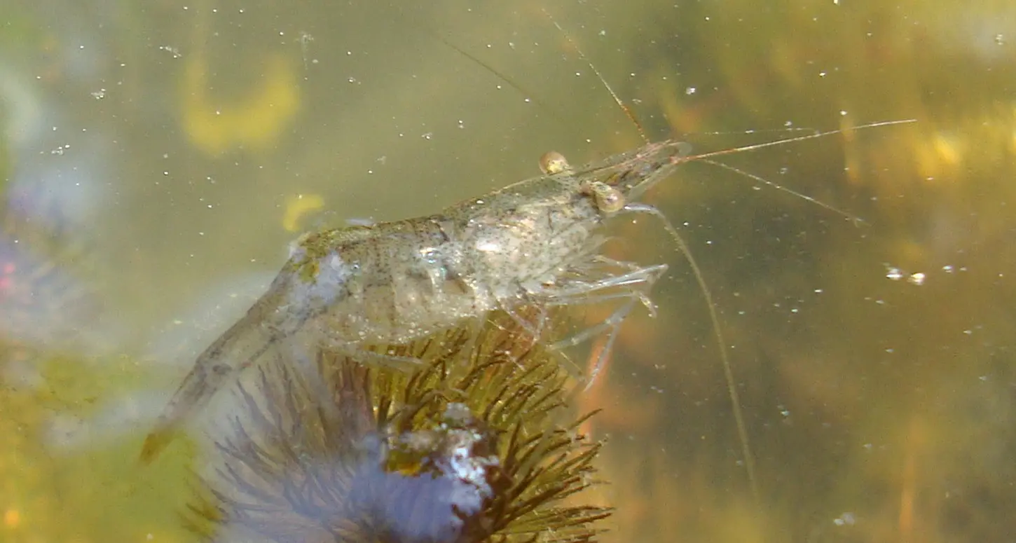 Nel lago di Caldaro compare il gamberetto d'acqua dolce