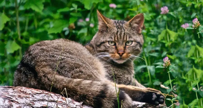 Da settembre chip gratis per i gatti domestici