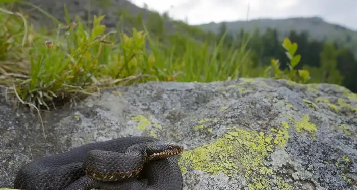 Sulle Alpi scoperta nuova specie di vipera
