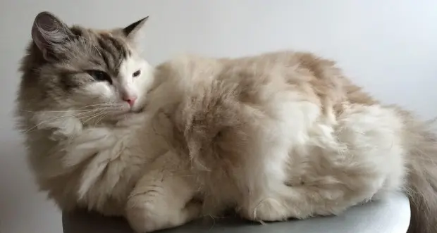 Anche in Italia si festeggia la giornata mondiale del gatto