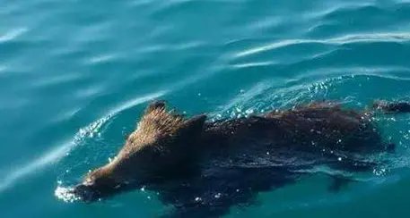 Cinghiale fa bagno al mare in Calabria