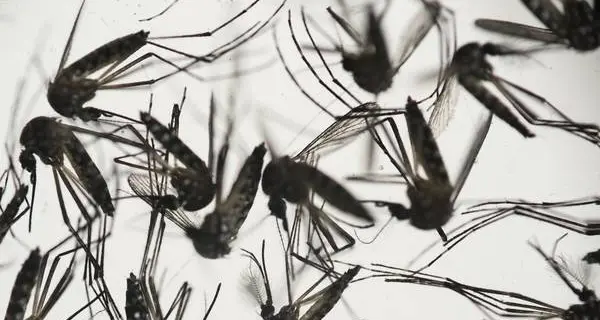 Zika: confermati primi casi di contagio da zanzare negli Usa