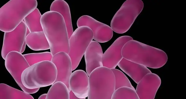 Batteri «buoni» come i lactobacilli difendono dal cancro al seno