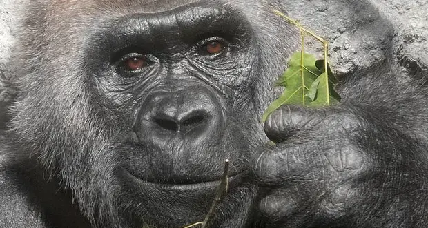 Muore la gorilla che aveva record di longevità