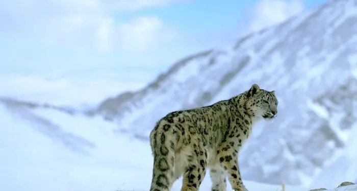 Wwf Mongolia filma quattro cuccioli di leopardo delle nevi