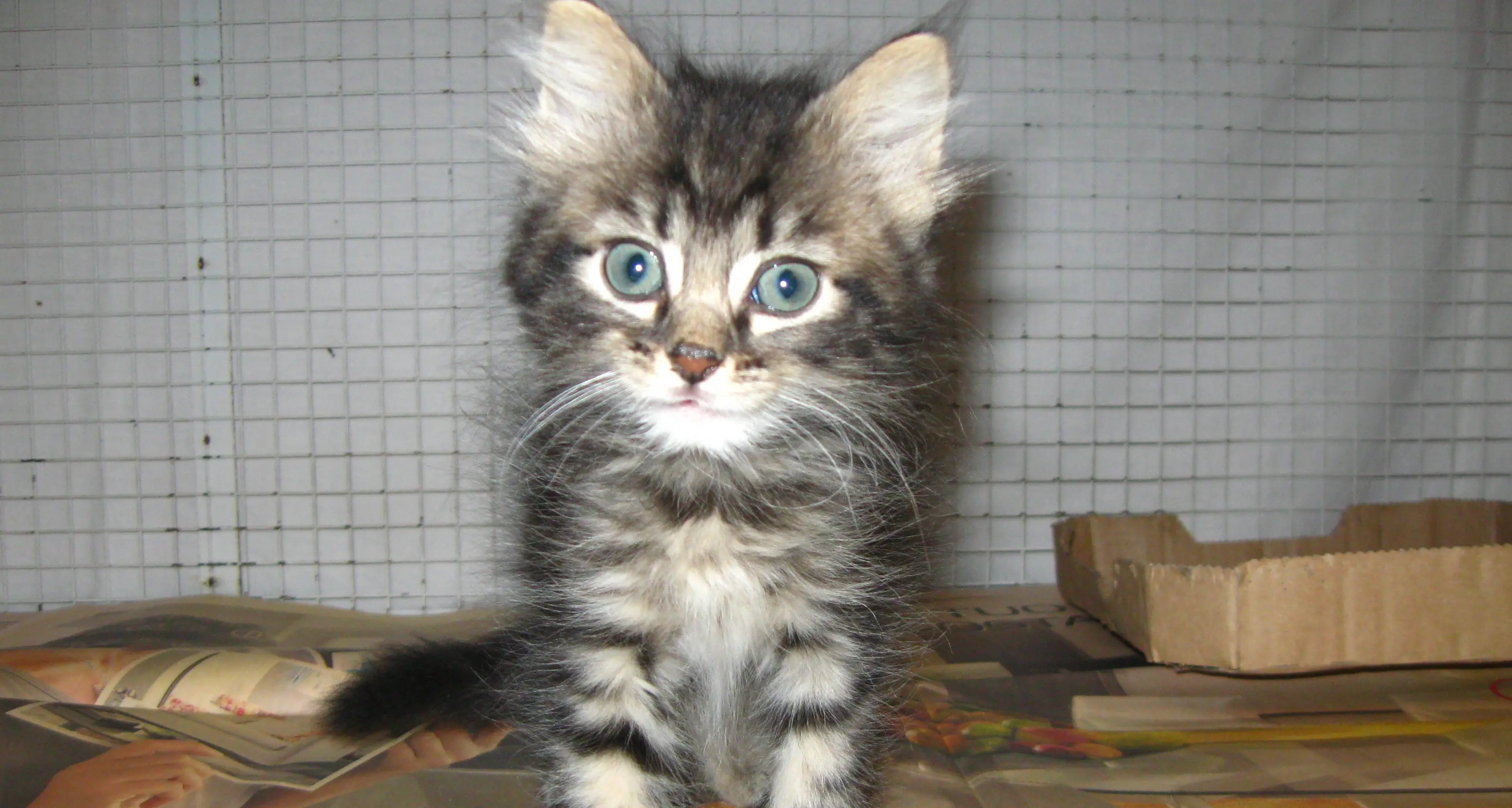 Ecco i microchip gratis per 200 gatti trentini