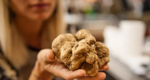 Tartufo bianco d'Alba raggiunge i 450 euro l'etto
