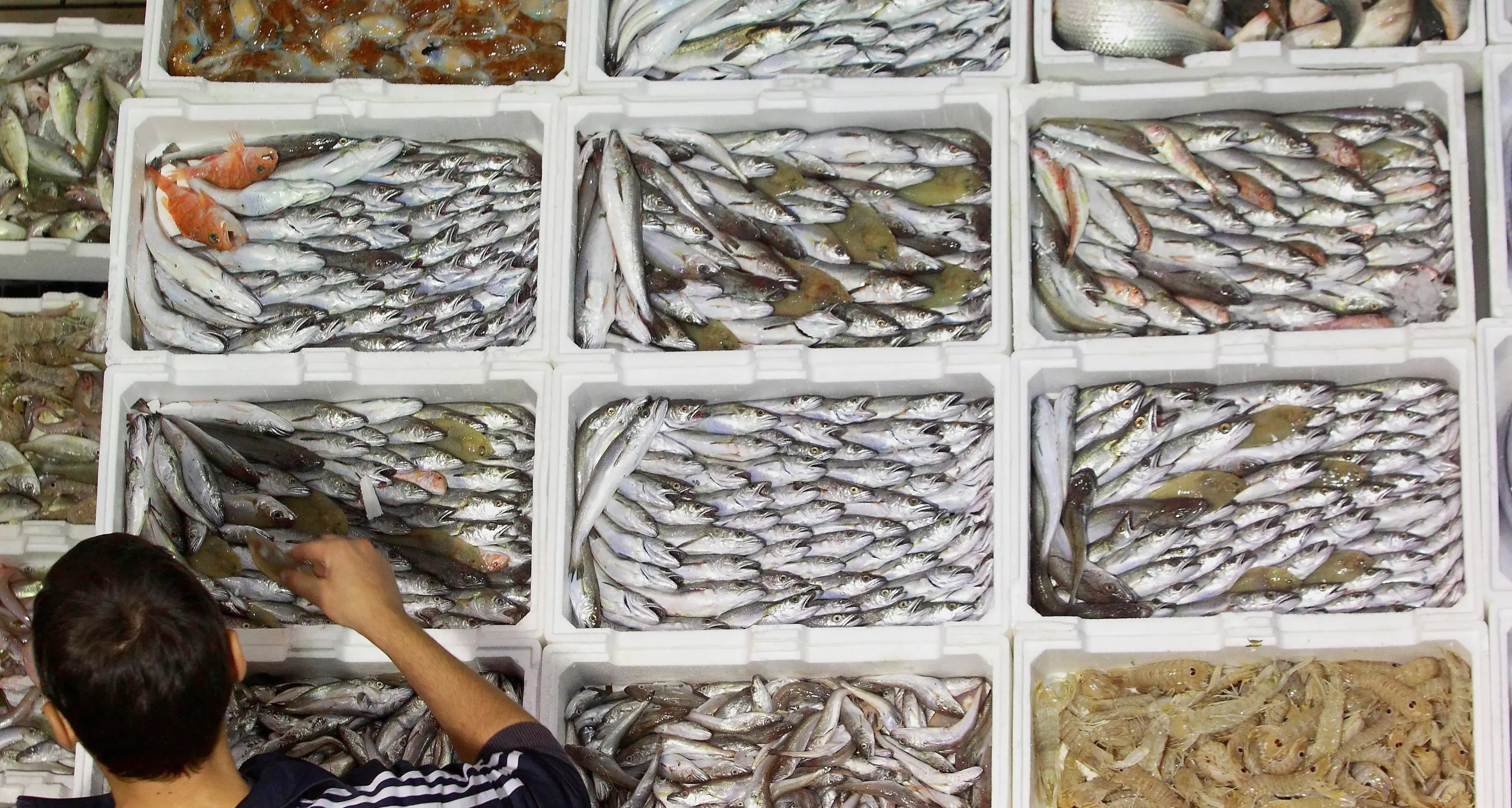 Nelle squame di pesce collagene ripara-ferite