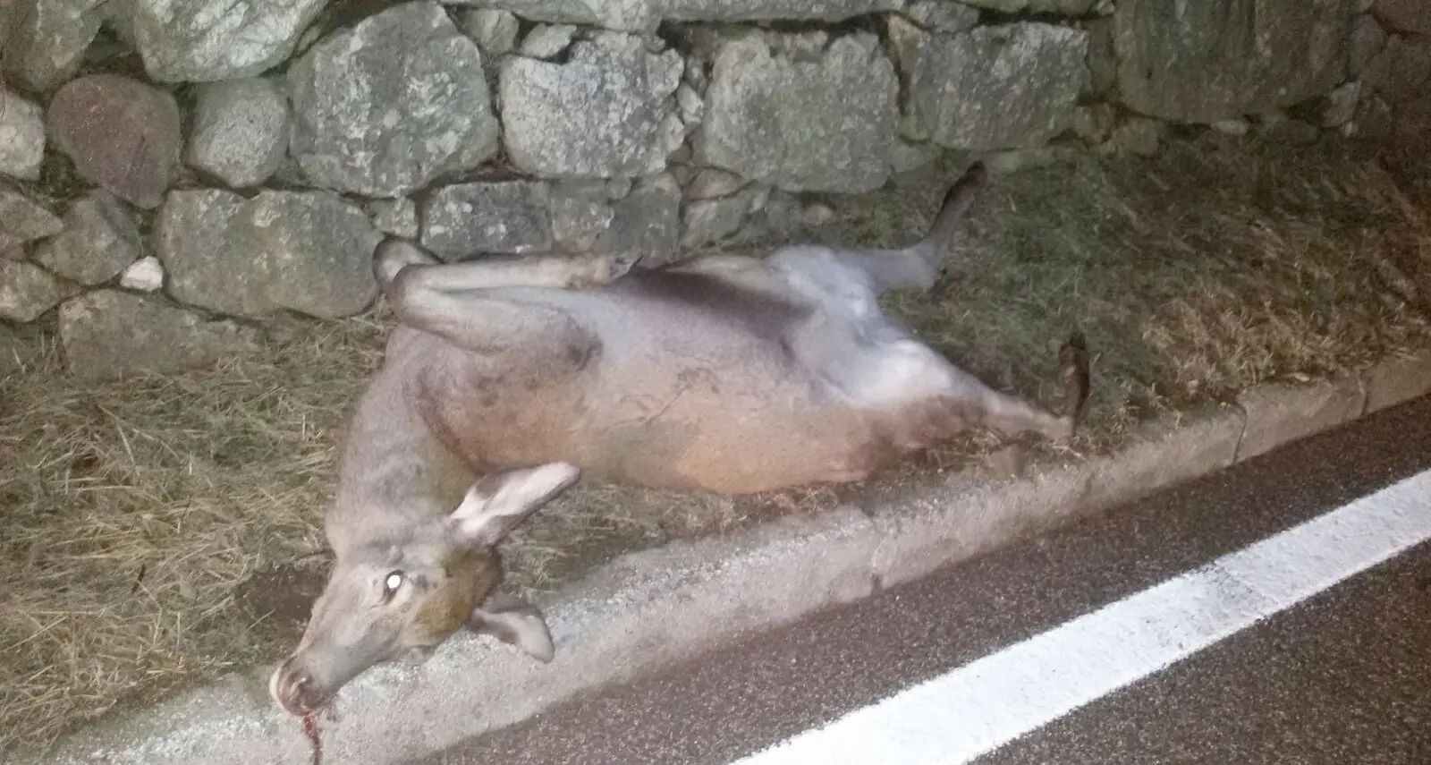 Chizzola, due auto si scontrano con il cervo