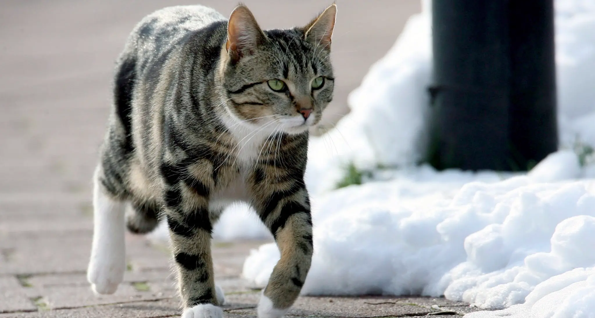 L'eredità al proprio gatto? Ecco come si può fare