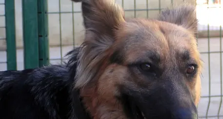 Legato e abbandonato, cane muore di fame e sete