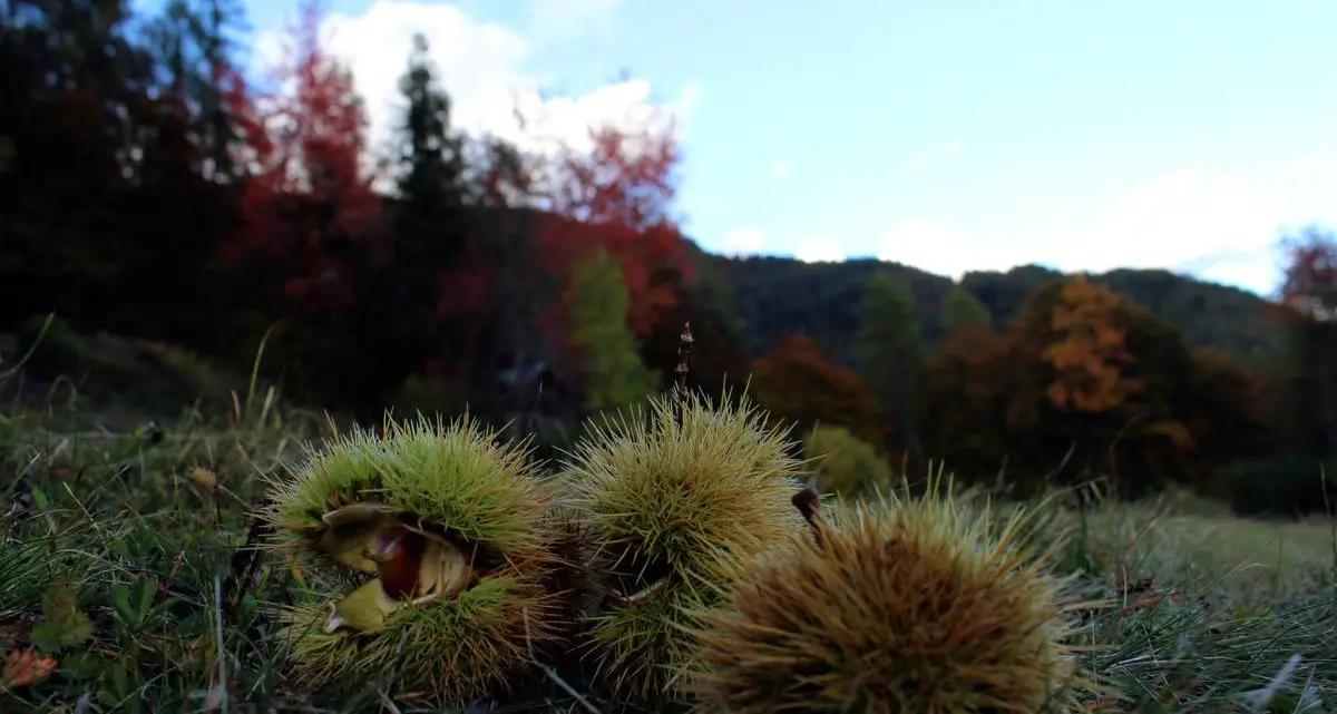 Valsugana d'autunno