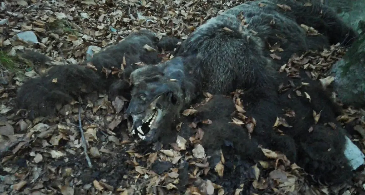 Trovato un orso morto nei boschi della val di Non La carcassa è in avanzato stato di decomposizione