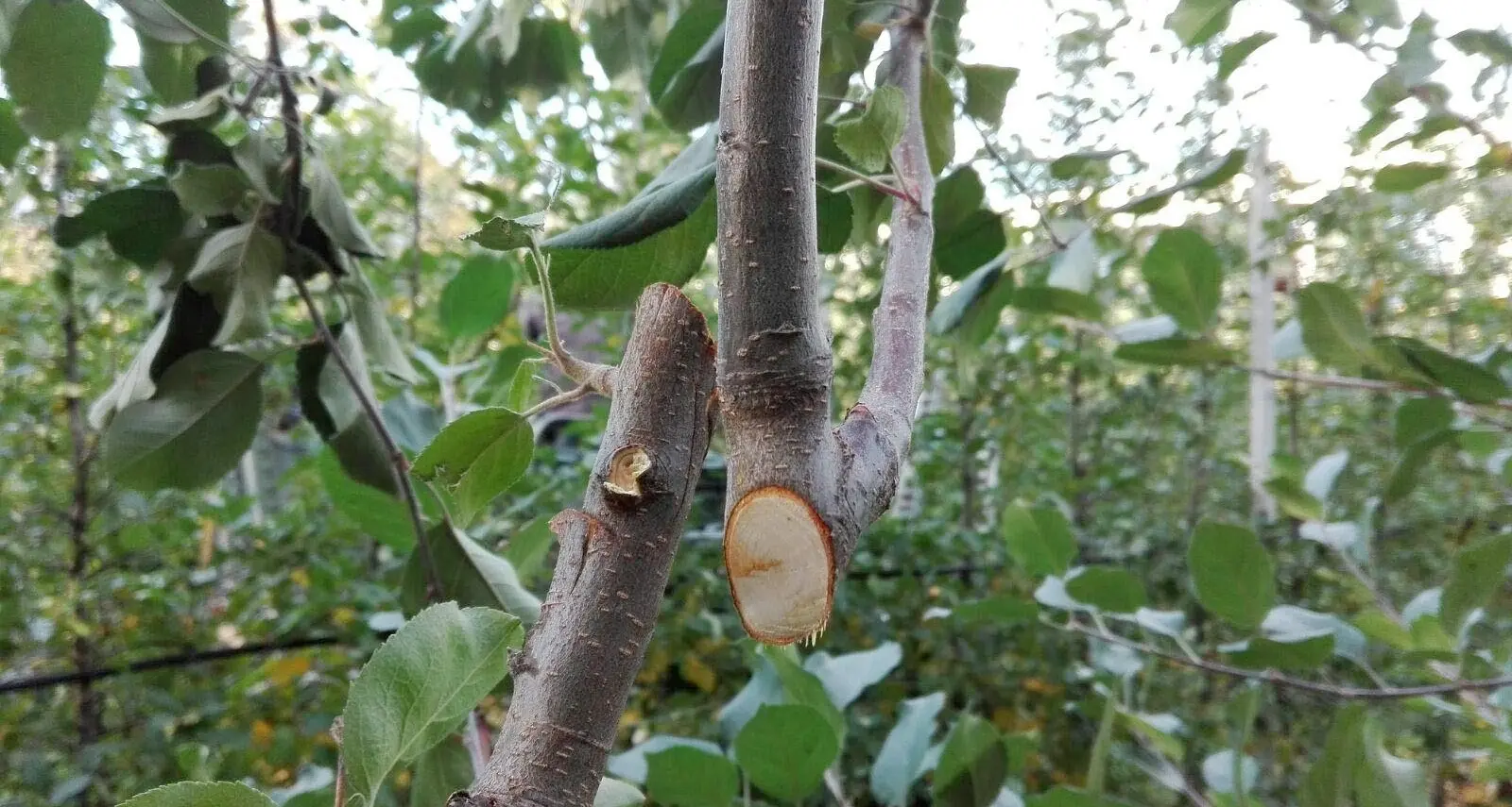 Roncola selvaggia a Dermulo Tagliati i meli di Pinamonti