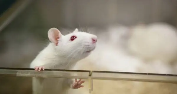 Diminuisce l'uso di animali per testare farmaci e terapie