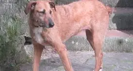 Cagnolina smarrita a Pinzolo l'appello dei proprietari