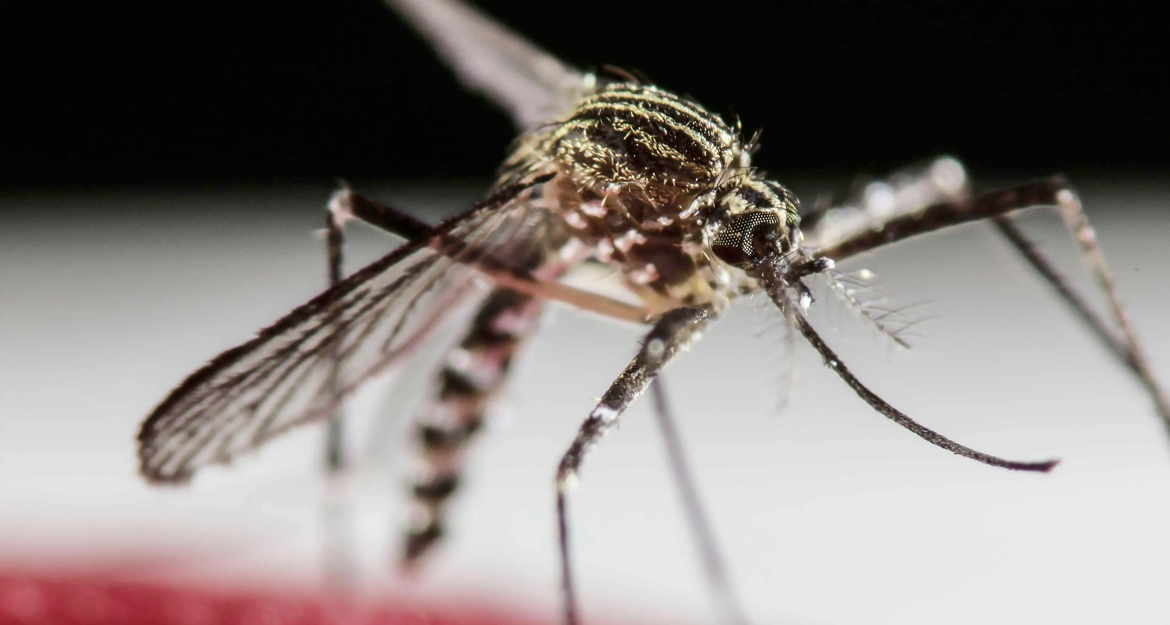 33 soldati Usa infettati da Zika