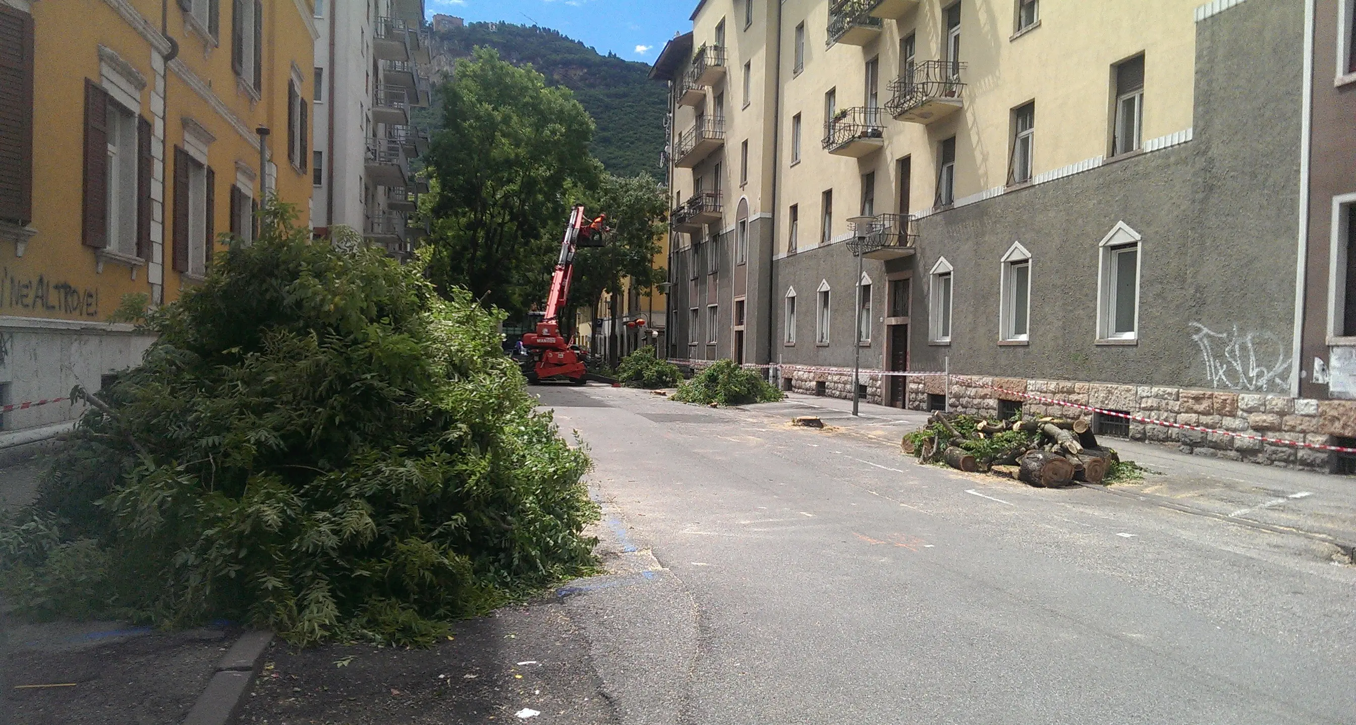 Troppi alberi abbattuti in città La protesta corre su Facebook