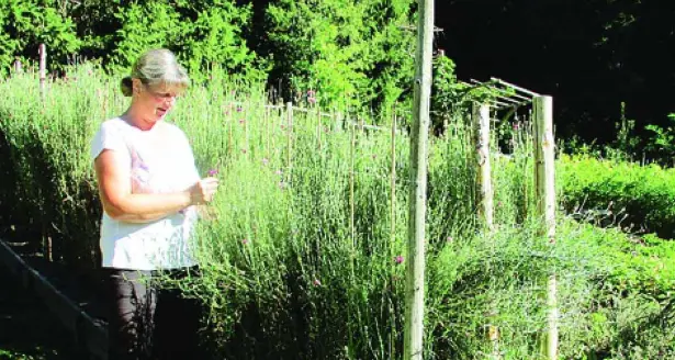 Brez, Mary stregata dall'essenza del bosco