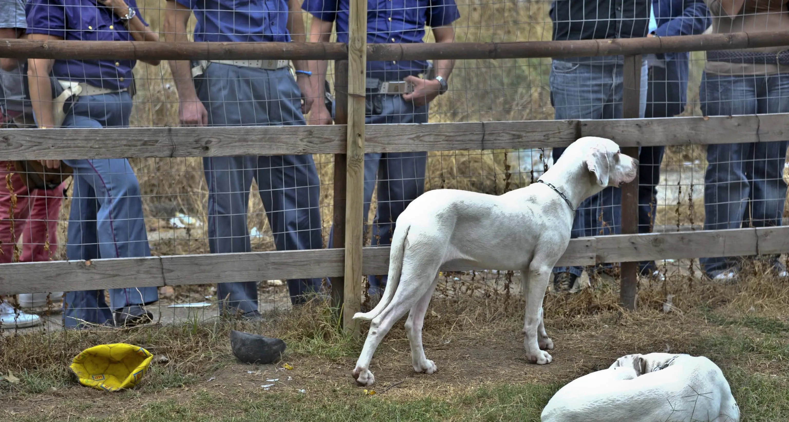 Bimbo di un anno e mezzo sbranato da due cani