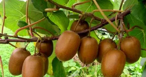 Kiwi, in Trentino è crisi. Produzione 2016 a rischio