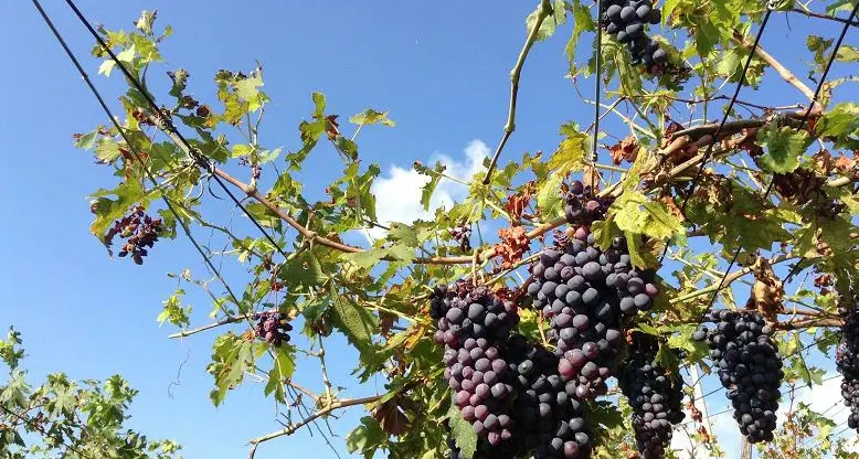Stravinario, tre giorni di enogastronomia