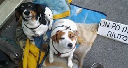 Turiste lasciano cani in auto Salvati dai vigili del fuoco