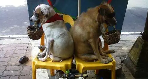 Rovereto, sarà vietato chiedere la carità con i cani