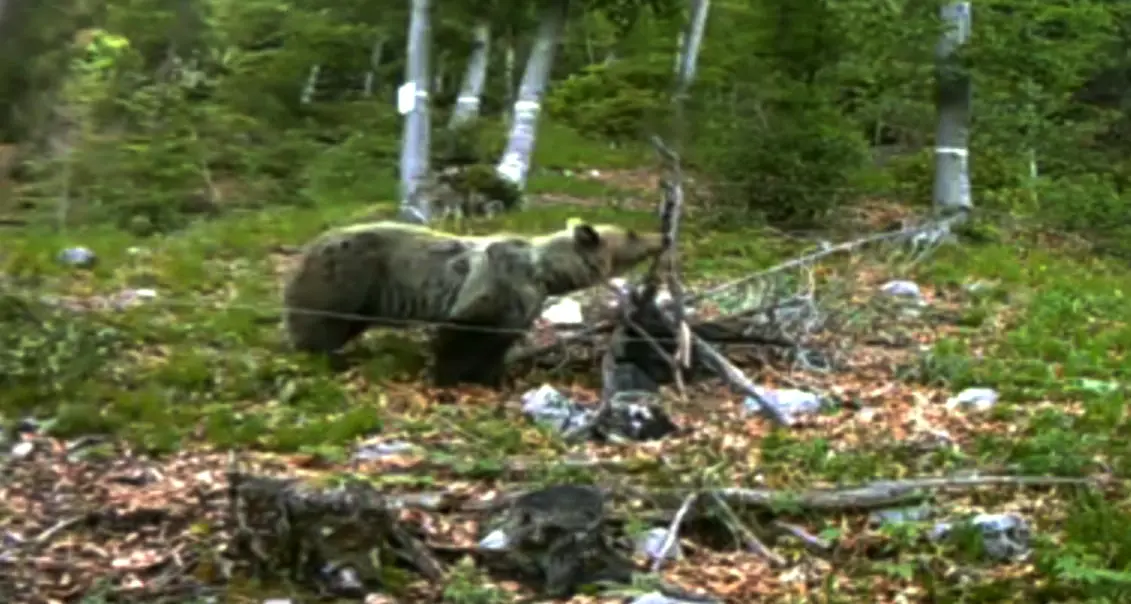 L'orso spaventa una cavalla: pastore ferito a colpi di zoccolo