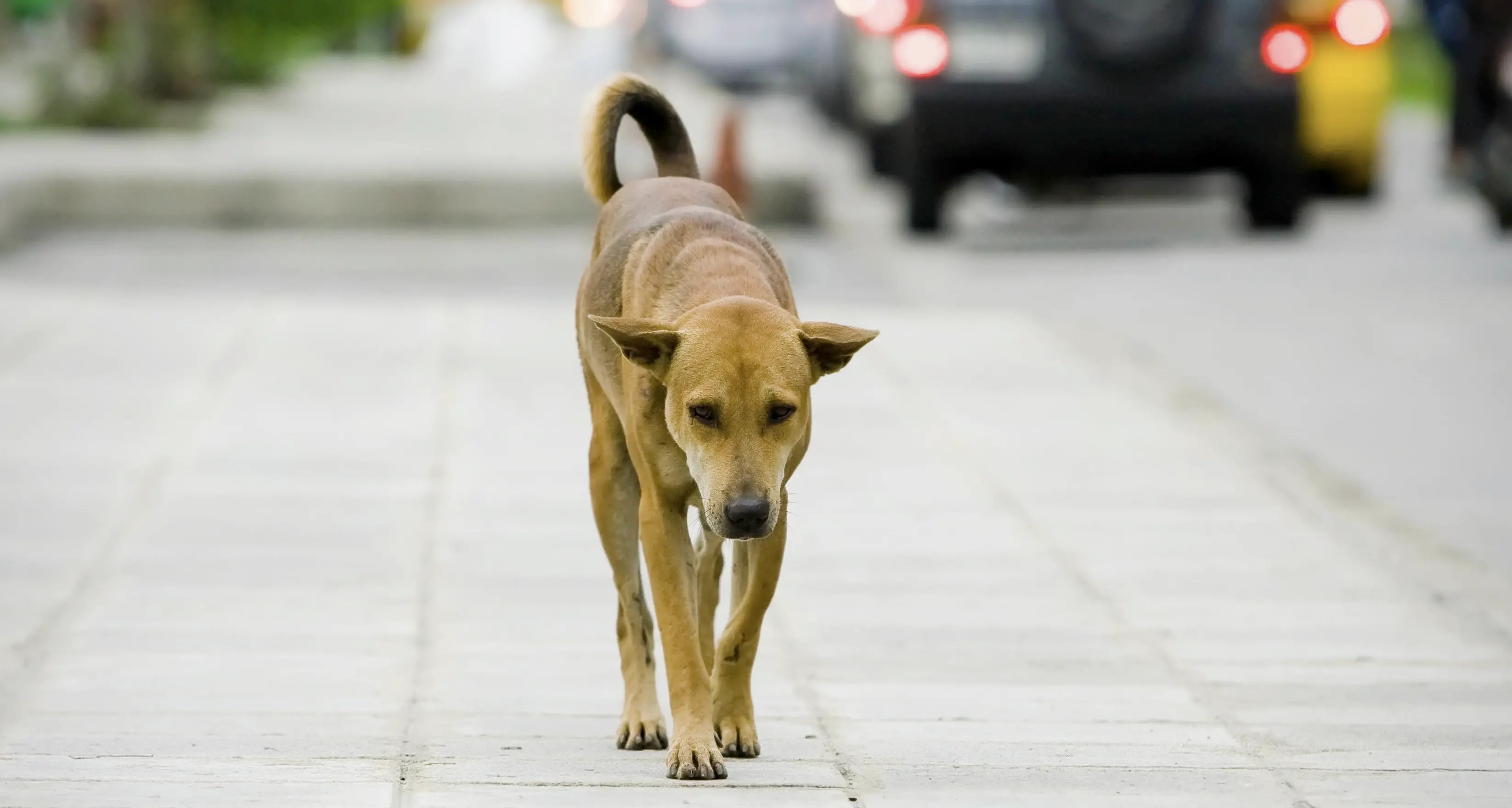 No all'abbandono dei cani Registrati 7000 casi all'anno