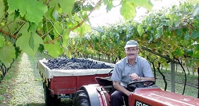 Nonostante le piogge l'uva è bella e promette bene per la vendemmia