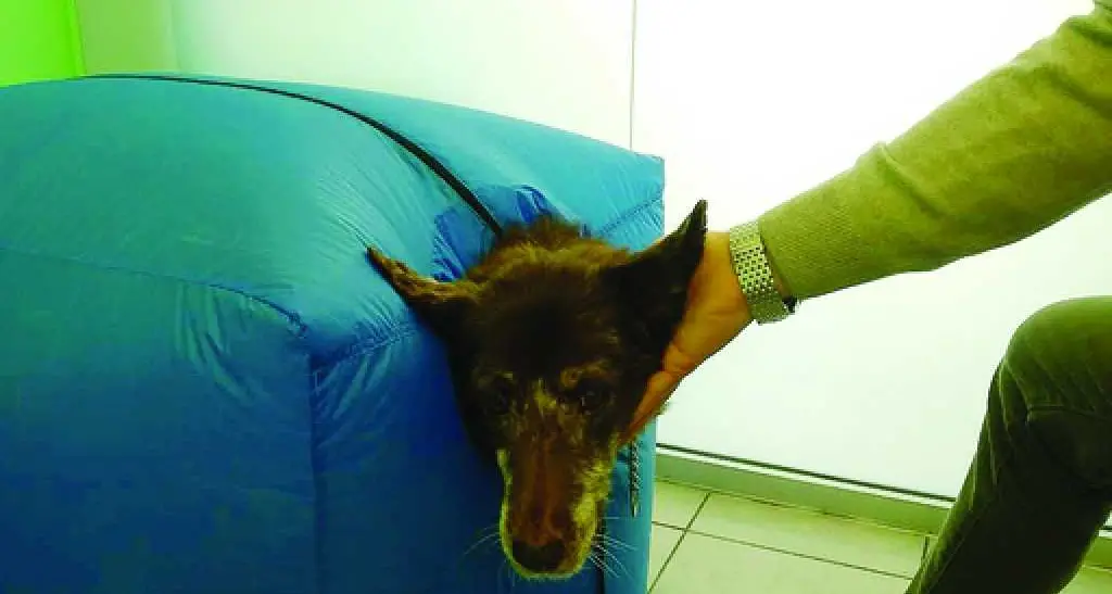Cane stressato? Ora c'è la Spa