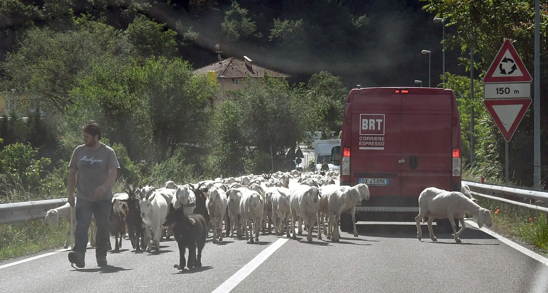 Al «Marinaio» strada invasa da un gregge di pecore